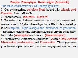 Division  Phaeophyta  -Brown algae (Seaweeds)