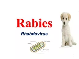 Rabies Rhabdovirus 1 Early Rabies