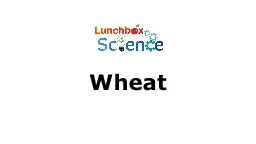 Wheat A history of wheat