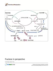 FructoseinperspectiveFeinmanandFine