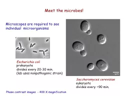 2 µm Meet the microbes!