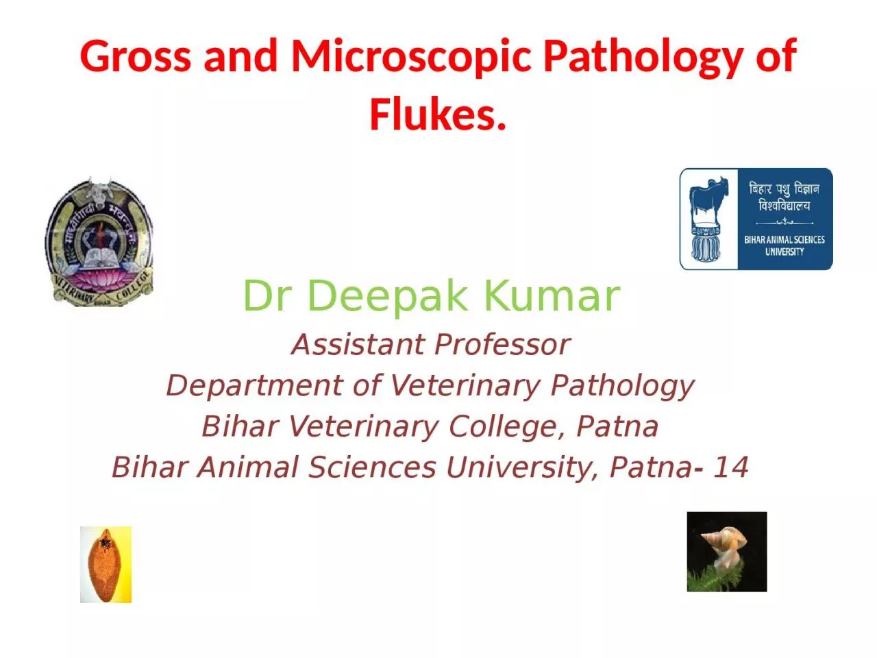 PPT-Gross and Microscopic Pathology of Flukes.