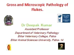 Gross and Microscopic Pathology of Flukes.