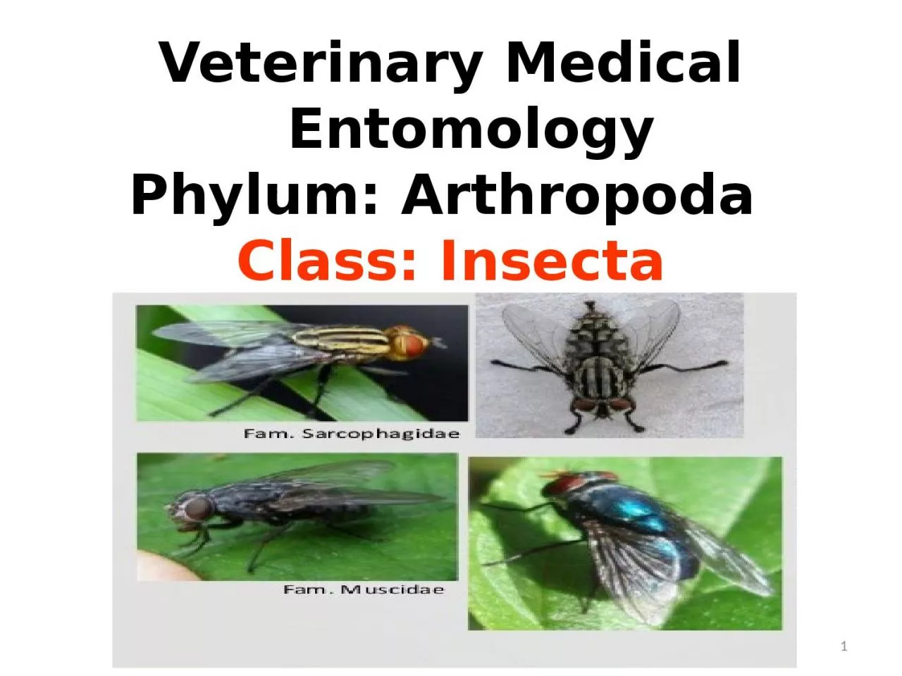 PPT-Veterinary Medical Entomology