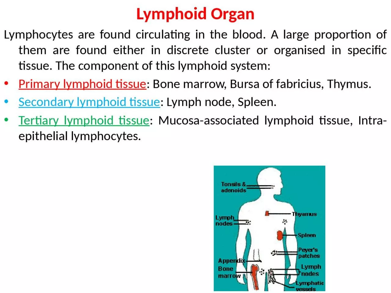 PPT-Lymphoid Organ Lymphocytes are found circulating in the blood. A large proportion of them