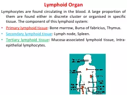 Lymphoid Organ Lymphocytes are found circulating in the blood. A large proportion of them