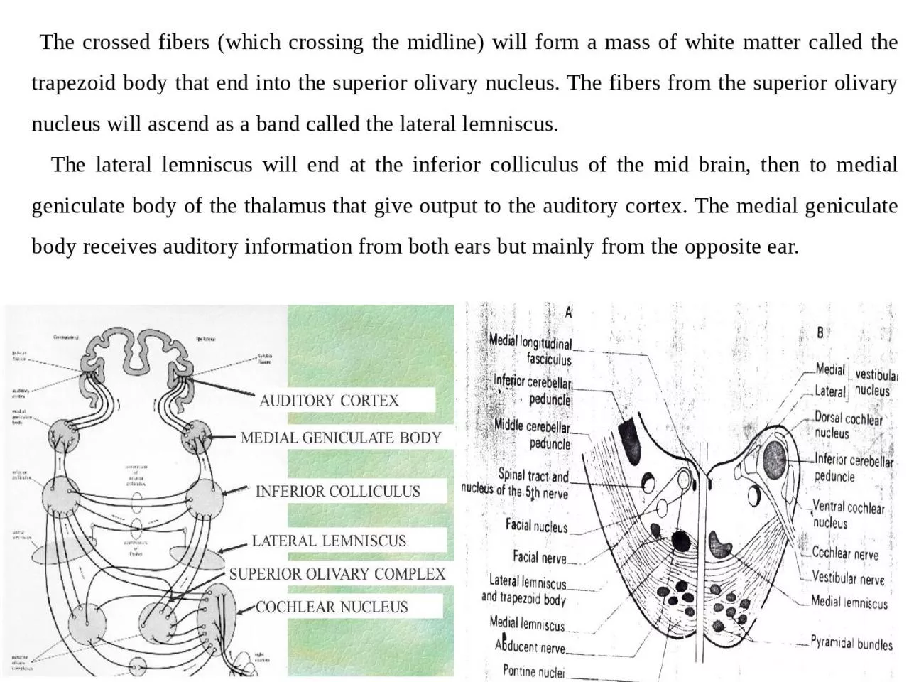 PPT-The crossed fibers (which crossing the midline) will form a mass of white matter called