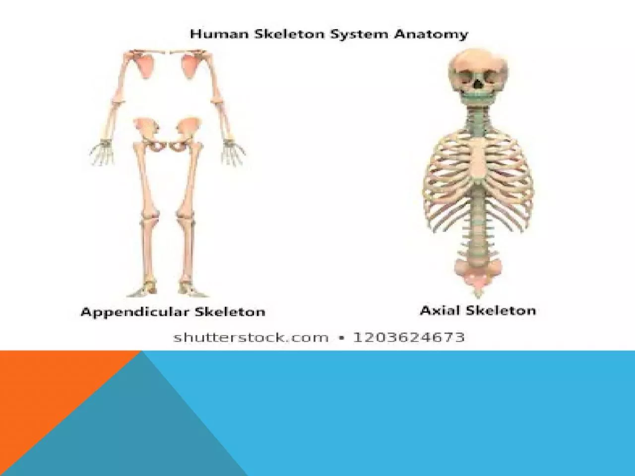 Includes  all bones of the upper and lower limbs, plus the bones(shoulder and pelvic 