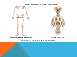 Includes  all bones of the upper and lower limbs, plus the bones(shoulder and pelvic  girdle ) that