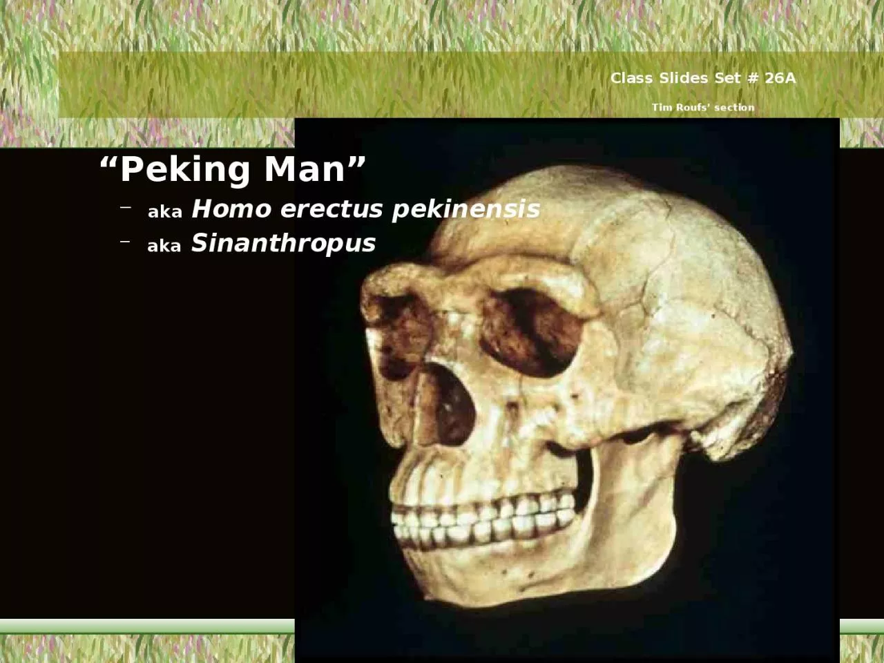 “Peking Man”   aka  Homo erectus