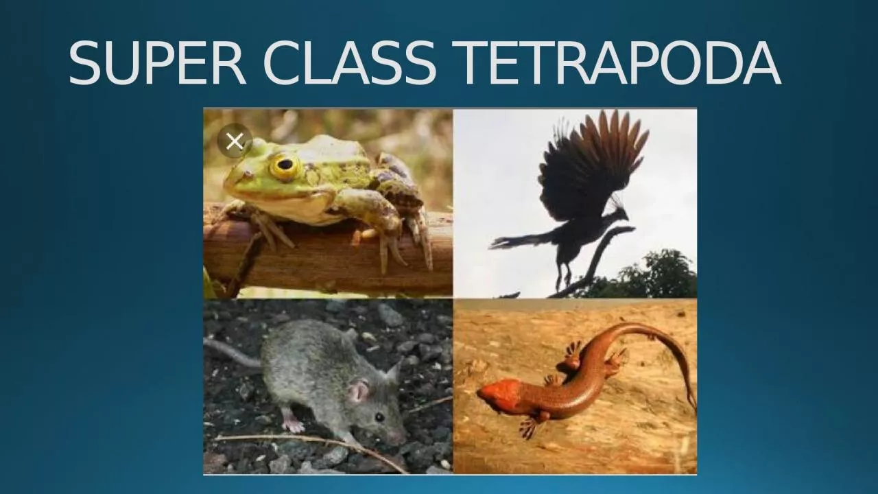 PPT-SUPER CLASS TETRAPODA