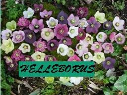 HELLEBORUS PRESENTED BY