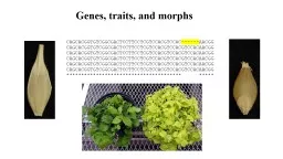 Genes, traits, and morphs