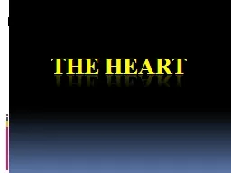 The Heart Introduction Size: Relatively small, conical organ approximately the size of