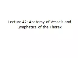 Lecture 42: Anatomy  of Vessels and Lymphatics of the Thorax