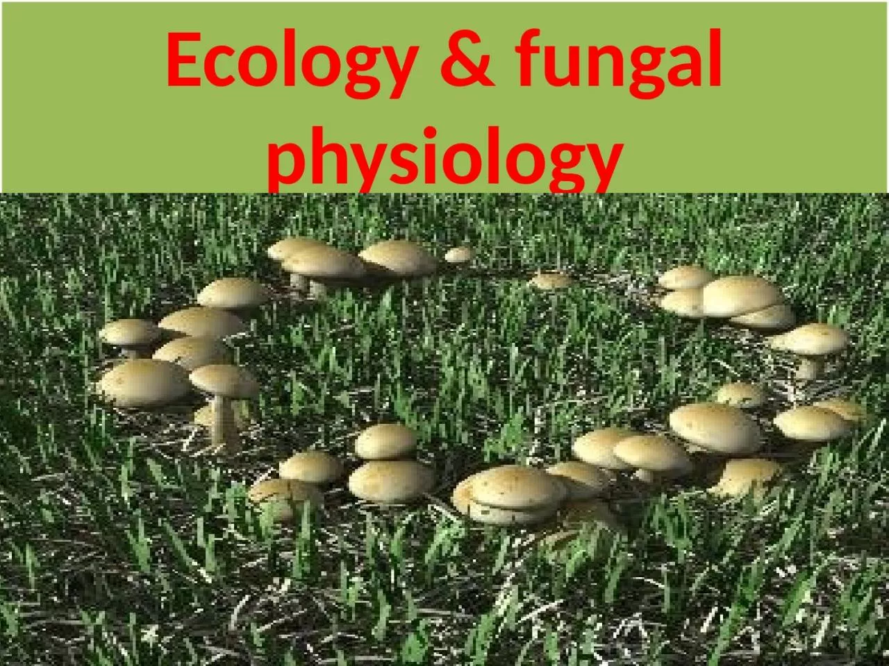 PPT-Ecology & fungal physiology