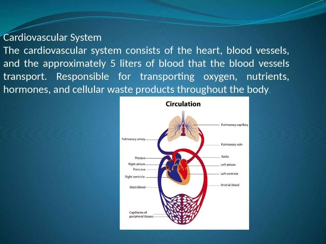 Cardiovascular System The cardiovascular system consists of the heart, blood vessels,