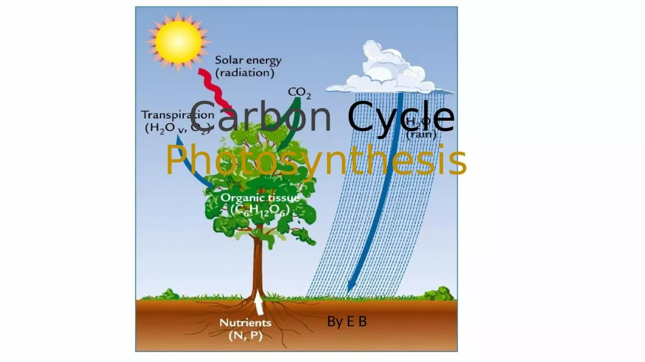 Carbon  Cycle  Photosynthesis