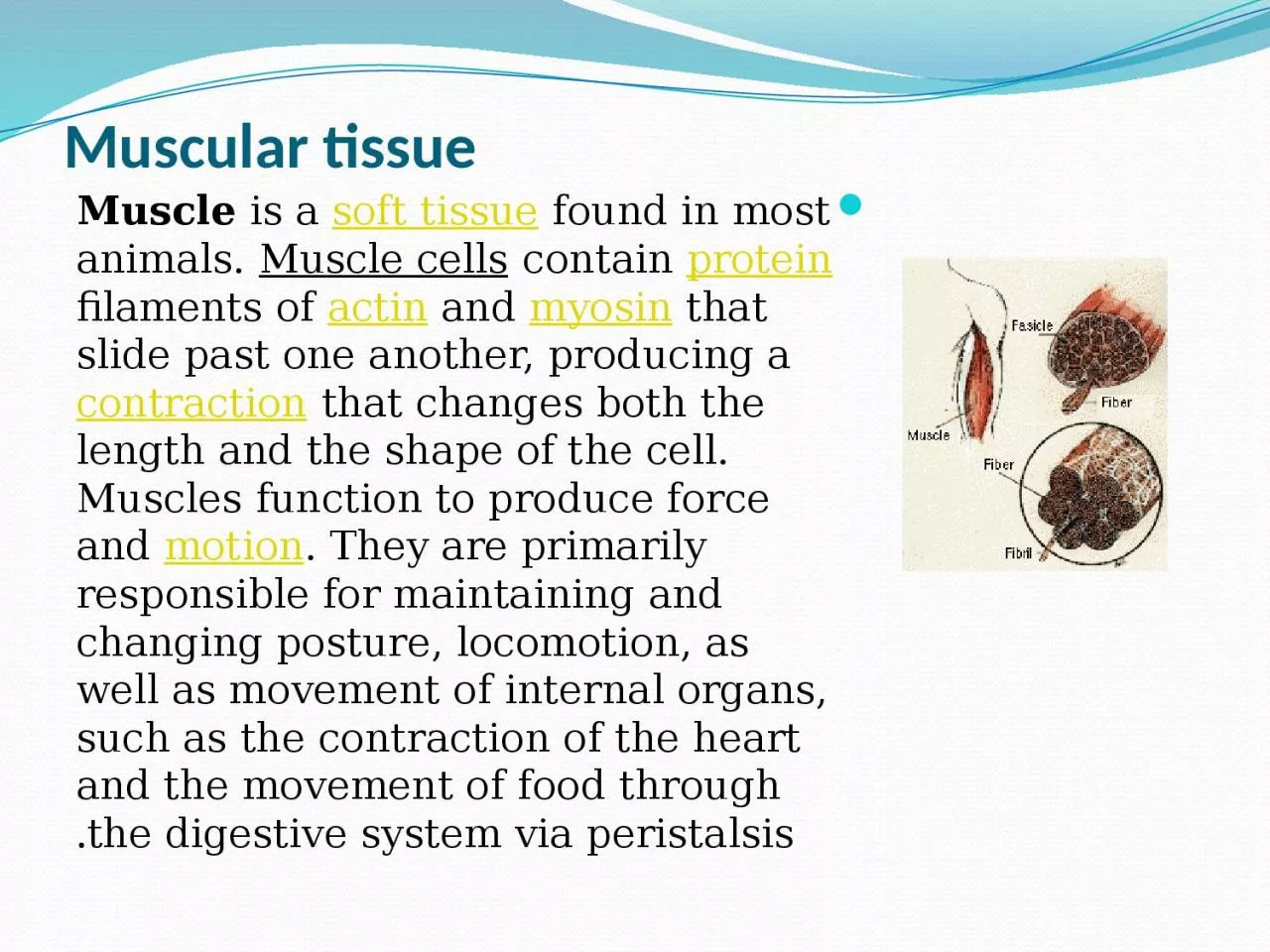 Muscular tissue Muscle  is a