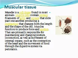 Muscular tissue Muscle  is a