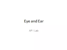 Eye and Ear AP I Lab Eye