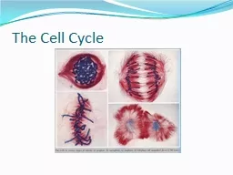 The Cell Cycle  Interphase