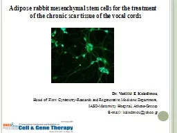 Adipose rabbit mesenchymal stem cells for the treatment of the chronic scar tissue of