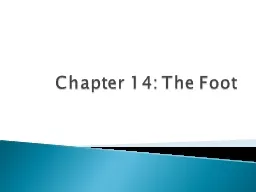 Chapter 14: The Foot Arches of the Foot