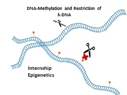 DNA- Methylation  and  Restriction