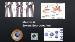 2005-2006 Meiosis & Sexual Reproduction