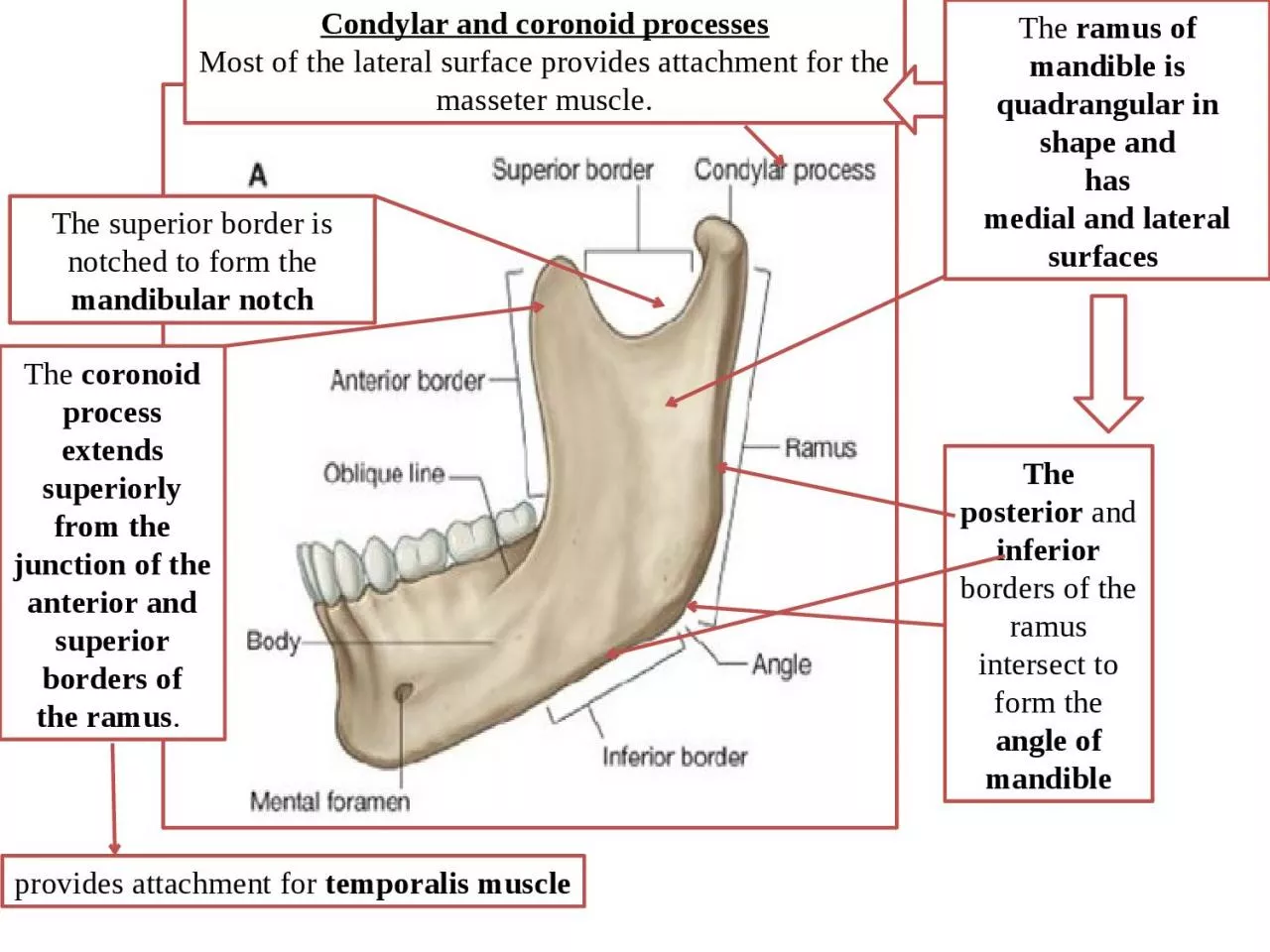 The  ramus of mandible is quadrangular in shape and