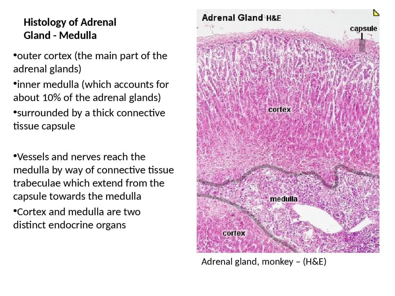 Histology of Adrenal Gland - Medulla