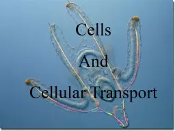 Cells And Cellular Transport