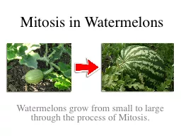 Mitosis in Watermelons Watermelons grow from small to large through the process of Mitosis.