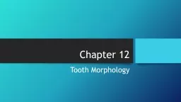 Chapter 12  Tooth Morphology