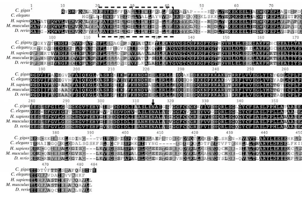 PPT-C. gigas C. elegans H. sapiens
