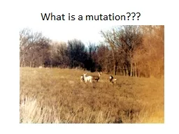 What is a mutation??? GENETIC MUTATIONS