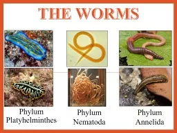 The Worms Phylum     Platyhelminthes