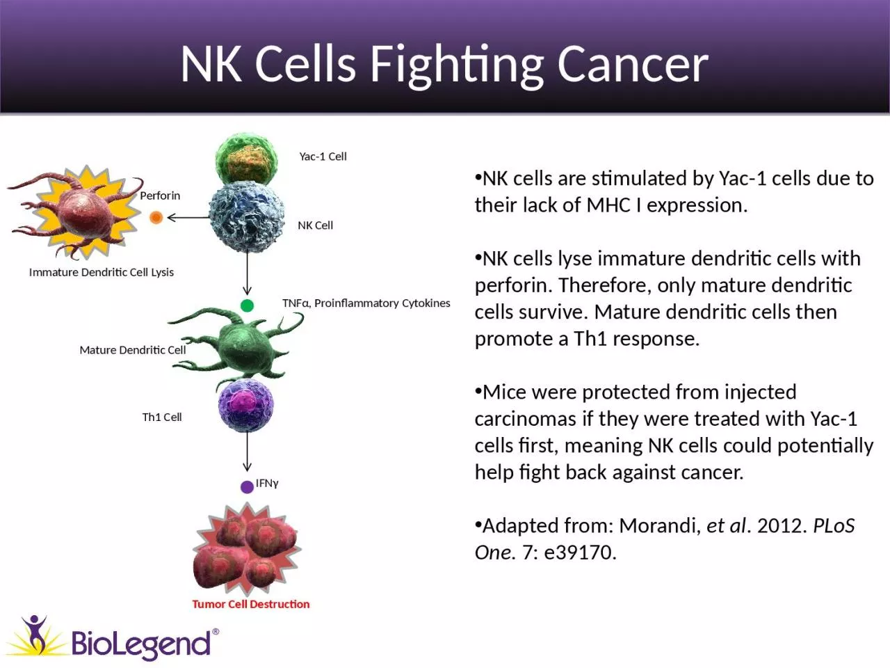NK Cells Fighting Cancer