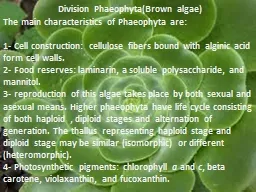Division  Phaeophyta (Brown