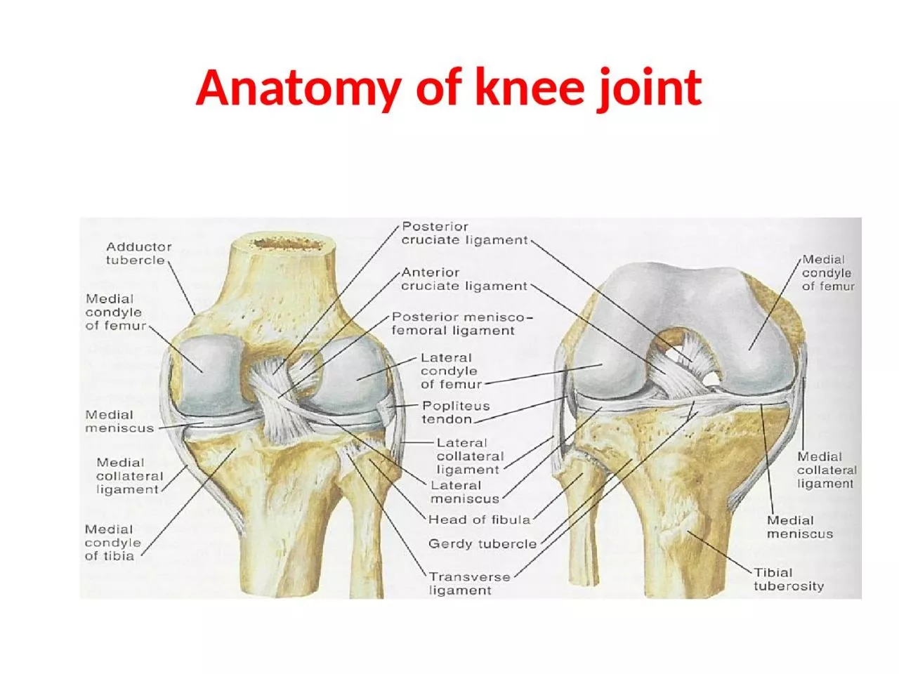 Anatomy of knee joint OSTEOARTHRITIS