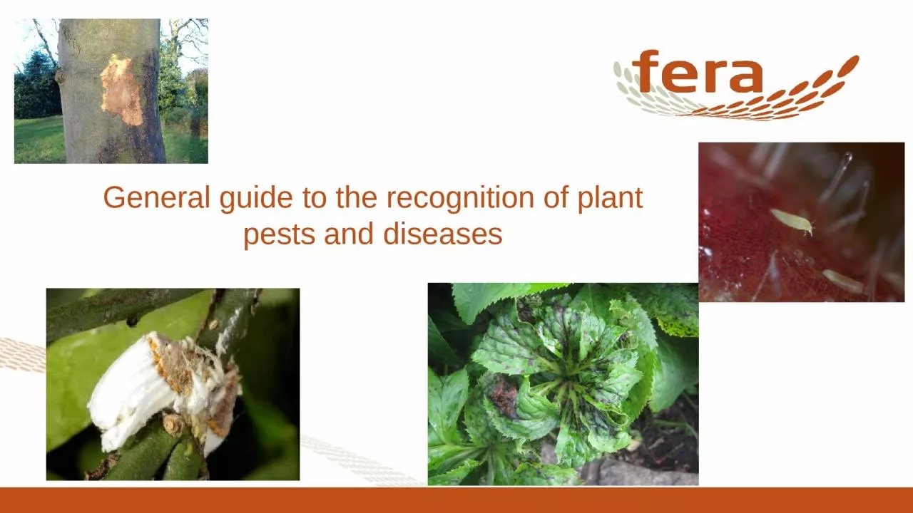 PPT-General guide to the recognition of plant pests and diseases