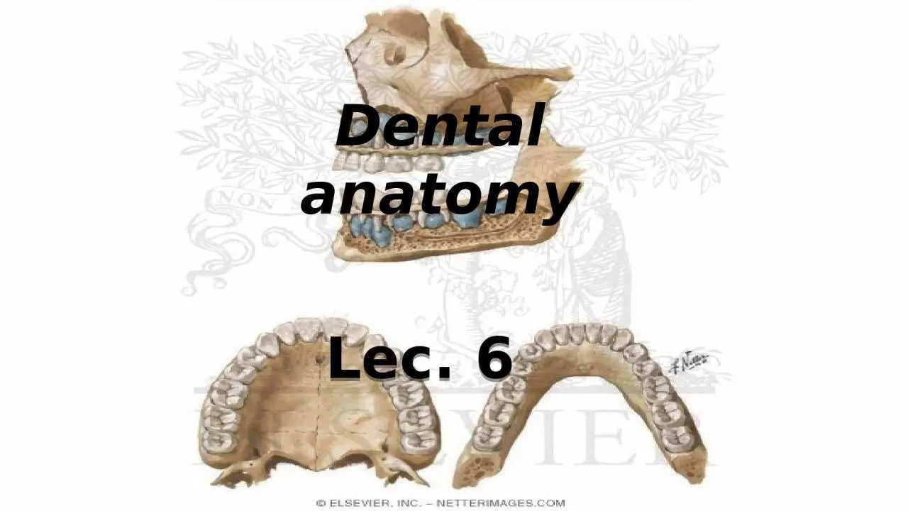Dental anatomy Lec. 6 Permanent mandibular incisors