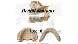 Dental anatomy Lec. 6 Permanent mandibular incisors