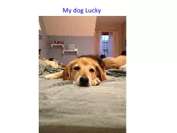 My dog Lucky Quiz #2 covering “The Hidden Genetic Code”, Sci. Am.