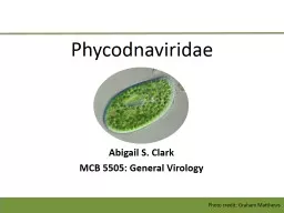 Phycodnaviridae Abigail S. Clark