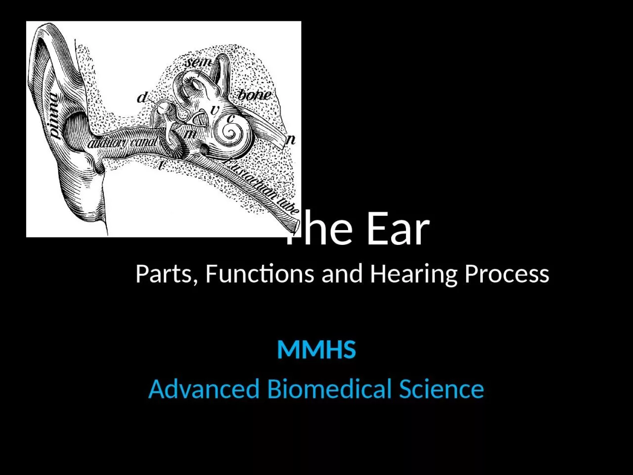 The Ear Parts, Functions and Hearing Process