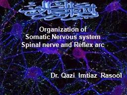 Organization of  Somatic Nervous system