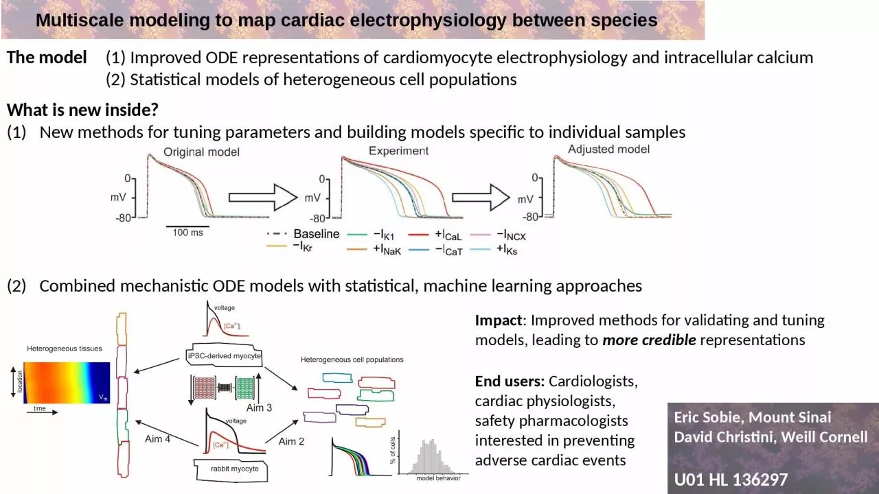 Multiscale modeling to map cardiac electrophysiology between species