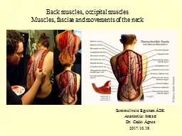 Back  muscles ,  occipital